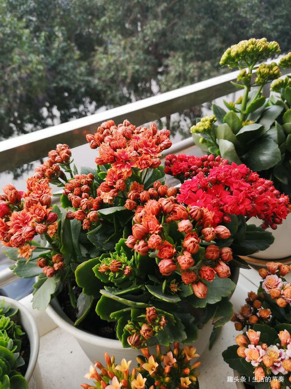 家里养长寿花，避开“2个”危险点，不然叶片发红、脱落，别忽视