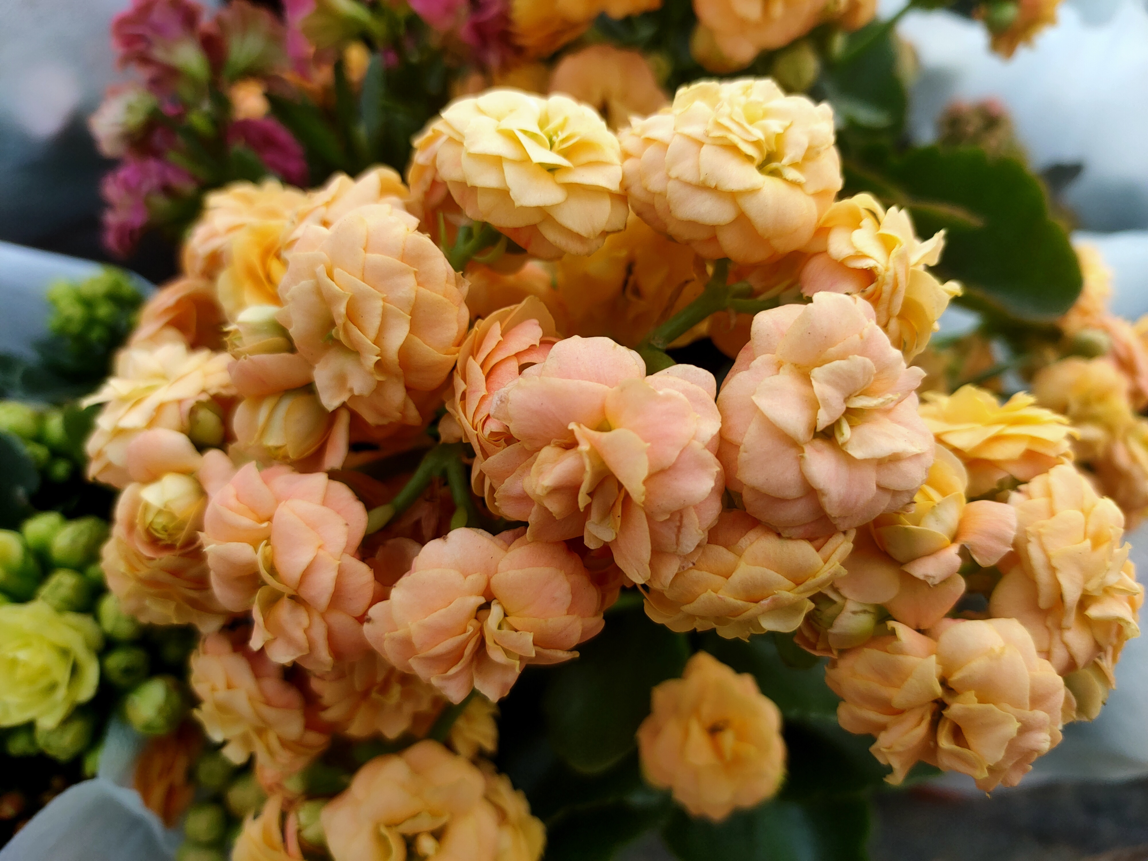 长寿花在打花骨朵的时候,养护做到4点,开花满盆并不难