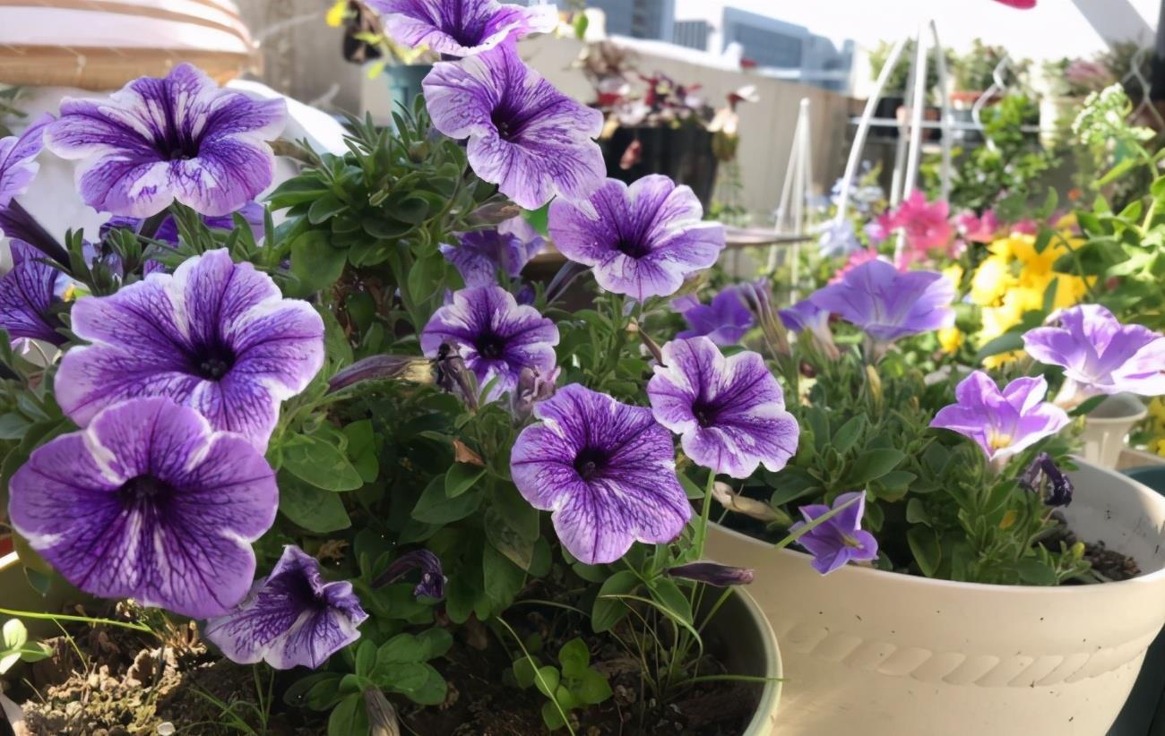 羊粪、过期牛奶养花,用好了,植物长得壮、土壤肥力十足