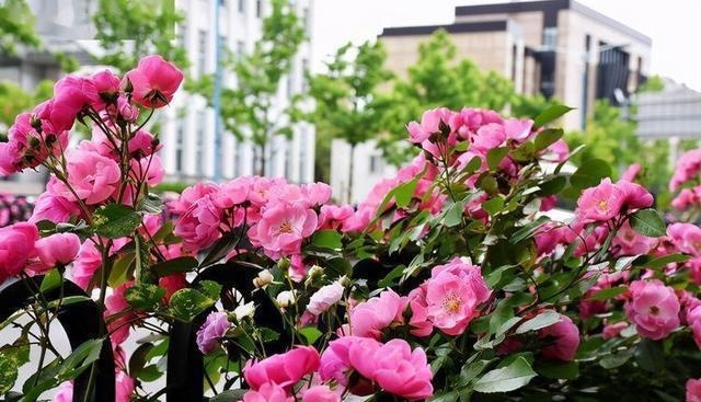 三楼奶奶不让我在一楼种花，事情解决了，出乎意料的让人难受