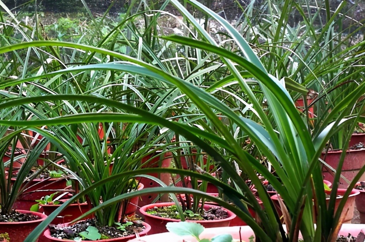 野外随便捡回家的松针，需要经过哪些“加工”才能养花补肥