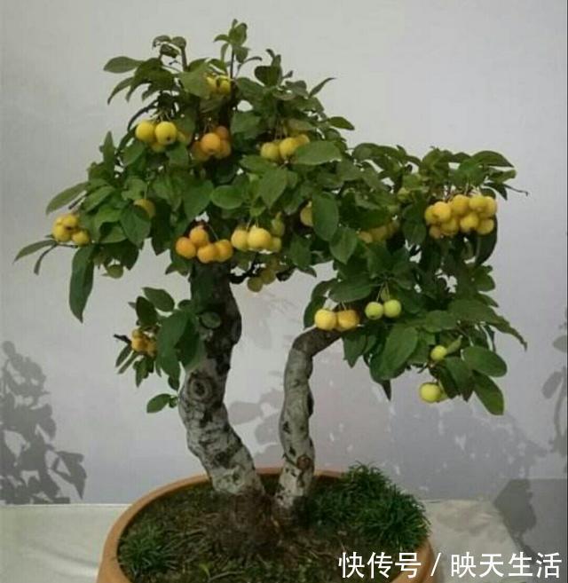 生长期|冬红果被制作成盆景后,原来也可以这么美观