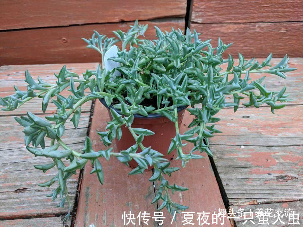 特别小众的13种奇特观赏盆栽,适合养在桌面上,看着都想养几盆