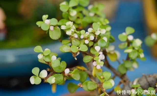 扦插|金枝玉叶如何扦插?简单这几步,一棵变多棵