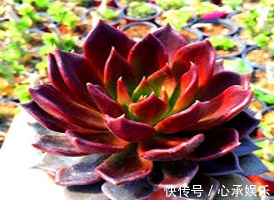 叶新|长期养多肉黑王子,总结养护“5步走”,叶片黑亮,轻松爆盆