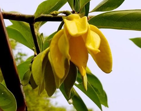 家有小院，种这些爬藤植物，花色艳还漂亮，轻松打造墙面小瀑布