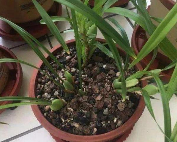 植物烂根,全赖花盆底部透水差4种东西随便放个就能轻松搞定