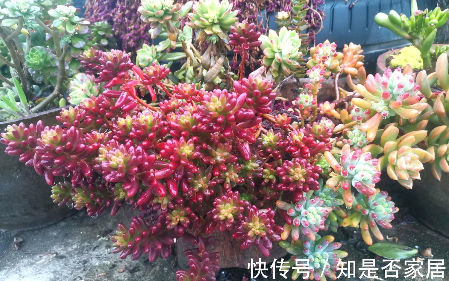 花友|多肉植物养好很难吗,掌握4个特点,多肉变美很简单