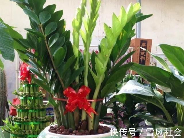 根系|养花“杀手”都有的5个毛病，难怪买花“养1盆死1盆”，要改正了