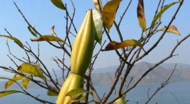 羊角拗|农村一种野草,人称“羊角藕”,长田里就被砍,却有很多用处