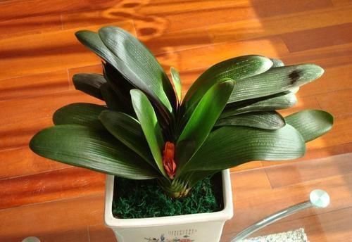 兰花|养花“达人”的“4不”规则,你知道吗?早点落实早受益