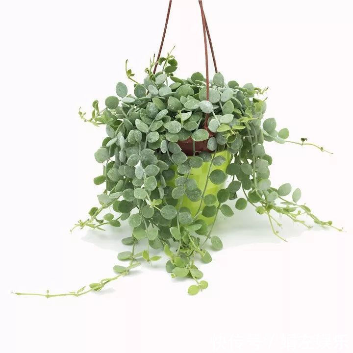 8种与“财”有关的植物,家里养几盆,招财旺宅,人人都喜欢!