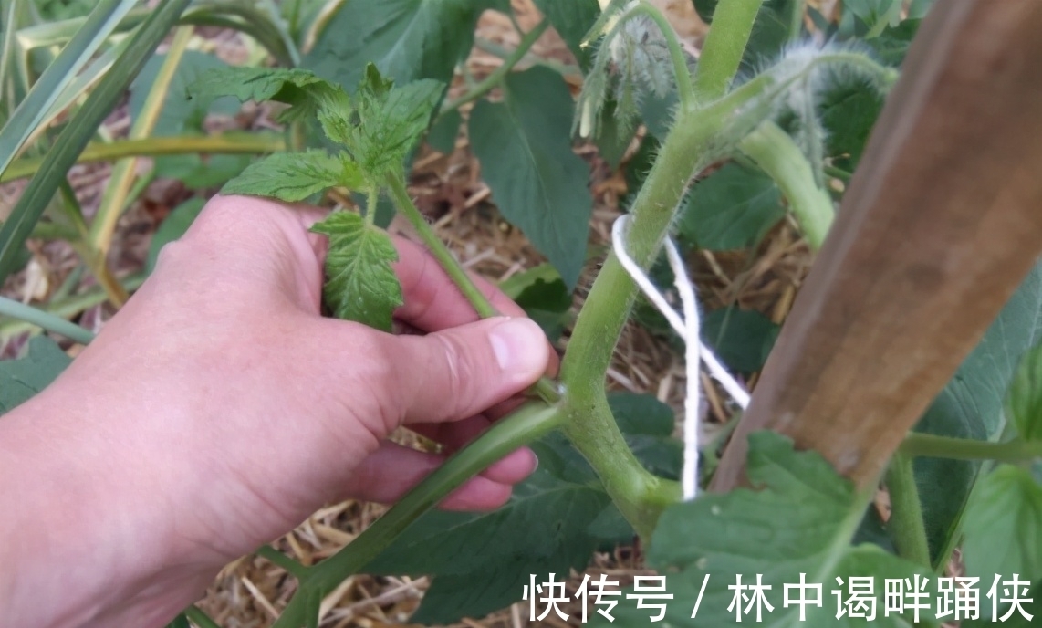 阳台盆栽番茄,记住一句“口诀”,就能结果五六层,果子大又红