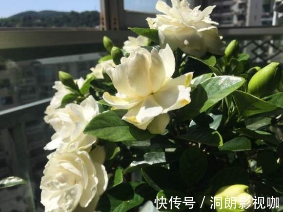 君子兰|3种植物是老酒鬼,一喝啤酒就疯长,根本不用施肥!