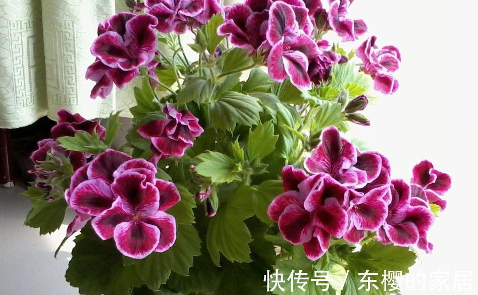 花卉|植物天热休眠,当多关注这4个问题,确保每一株都能平安度夏