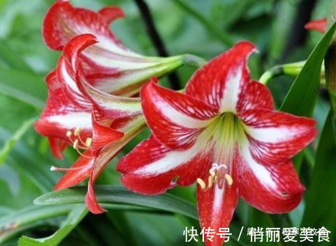 聪明人都养几种花,养在客厅上档次,还杀菌又消毒,特别好!