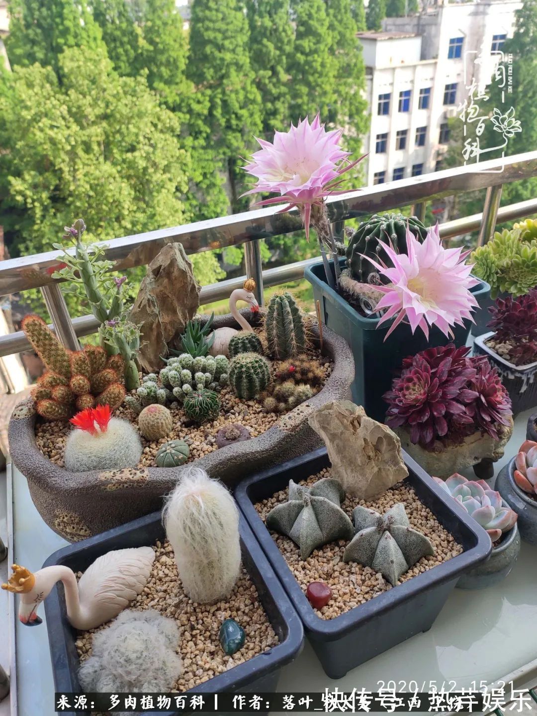 红太阳|养多肉秋天景天坑,夏天球球坑,人生百味都想尝!