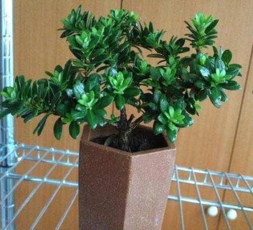 什么罗汉松适合做微盆景 如何制作 怎样养护 快资讯
