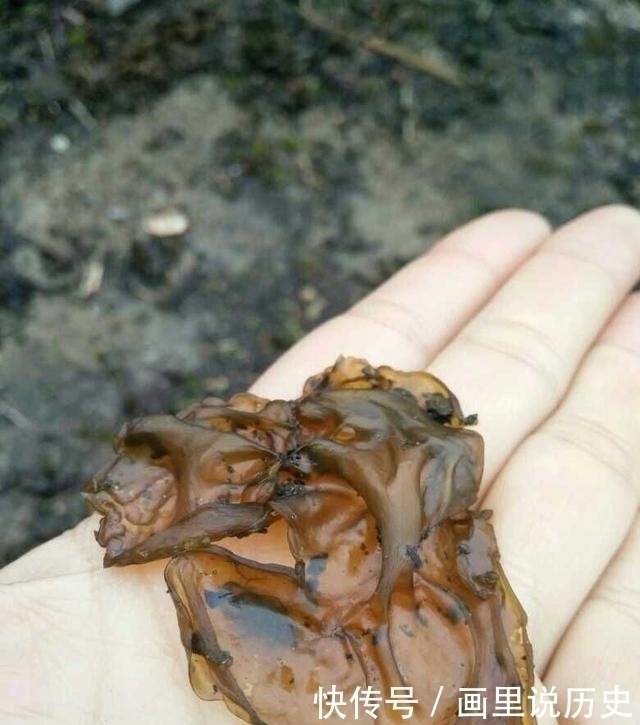 长在地上像“紫菜”,但是真好吃,可惜吃过的人真不多