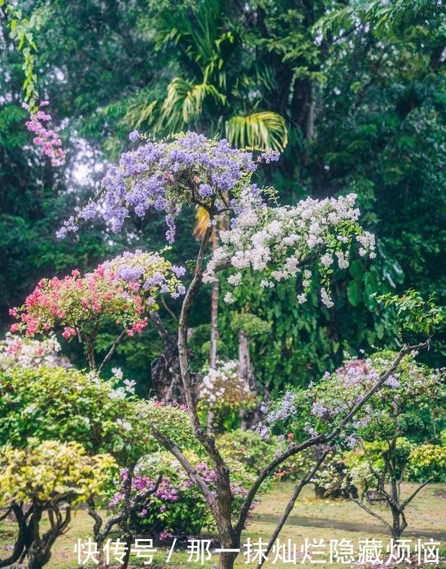 曼听公园，西双版纳最美的风景，曾经还是御花园