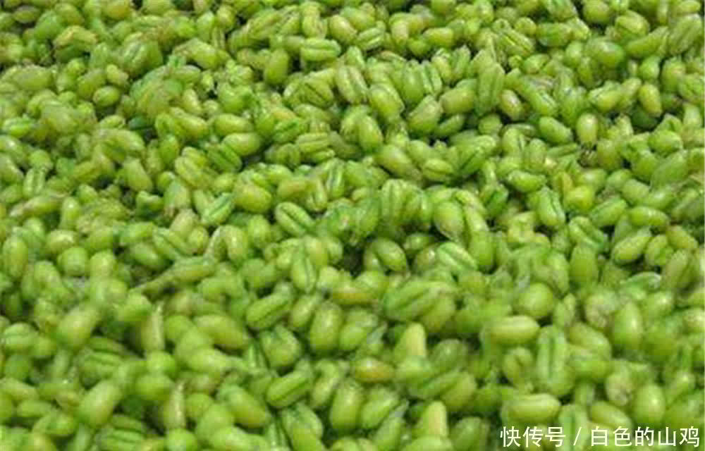 夏季|夏季高温鲫鱼不好钓,试试这些“清爽”饵料,气温高反而效果更好