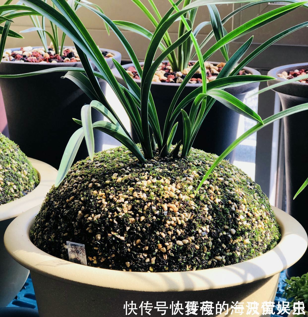 老农|种植兰花用浅盆好还是用深盆好十年兰花老农给出了答案