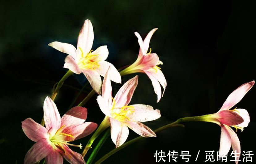 种植兰花是否需要施肥?想要种好兰花,这些点你要知道