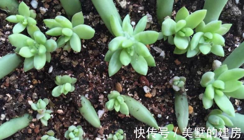 多肉|这3种扦插方式成功率高，新人肉友抓紧时间学吧，好用又好操作