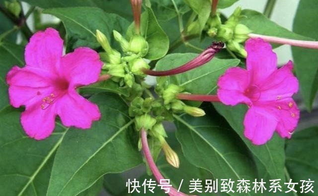 植株|路边的草丛里,1种野草珍贵,人称“地雷花”,下次见到别踩踏!