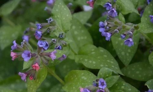 植物|极其少见的几种多年生开花植物,都是比较罕见的花卉