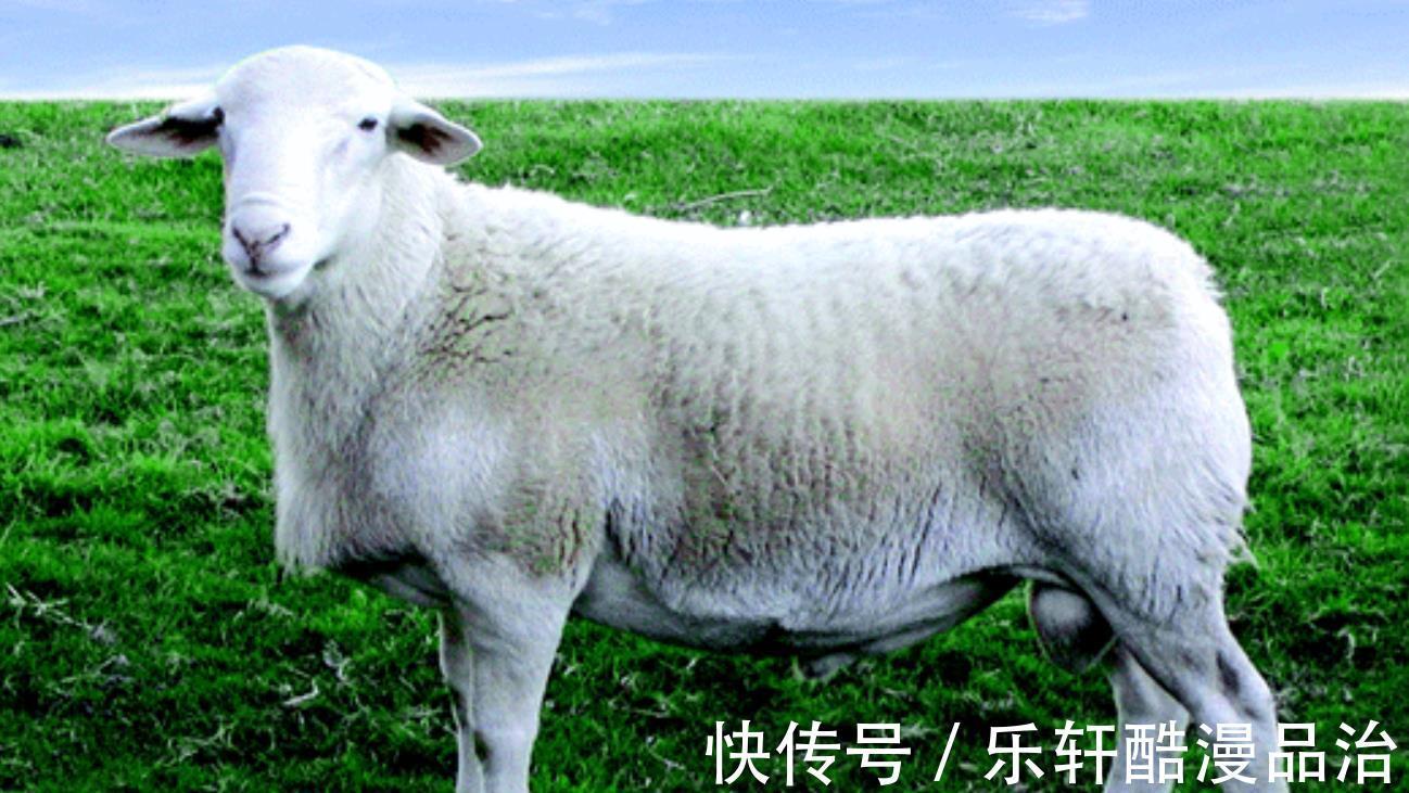 属羊人|未来一周属羊人运势越来越好，吉星高照事业顺风顺水，成功升职