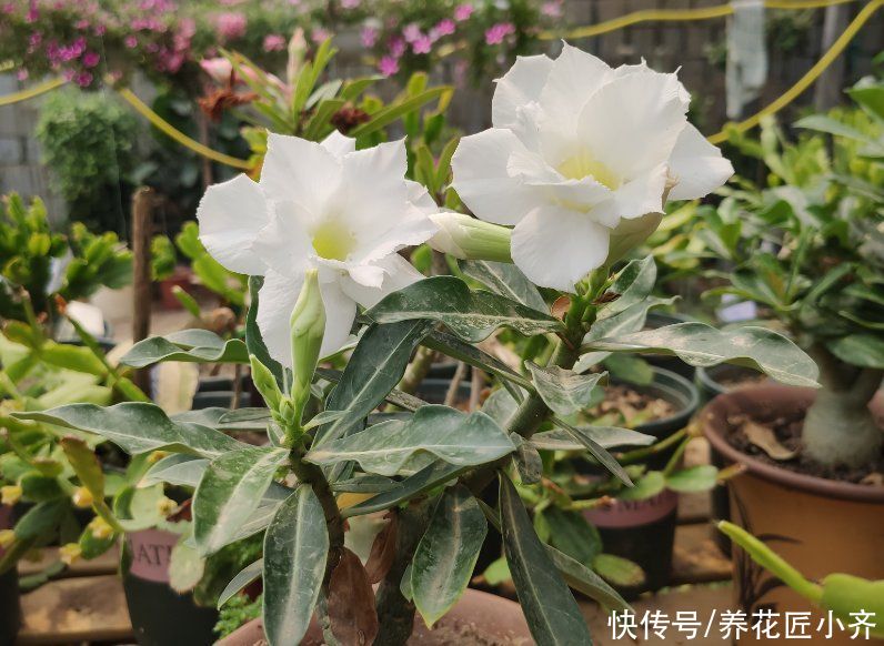 沙漠玫瑰养不好？养它不能做“四件事”，否则烂根、烂叶、不开花