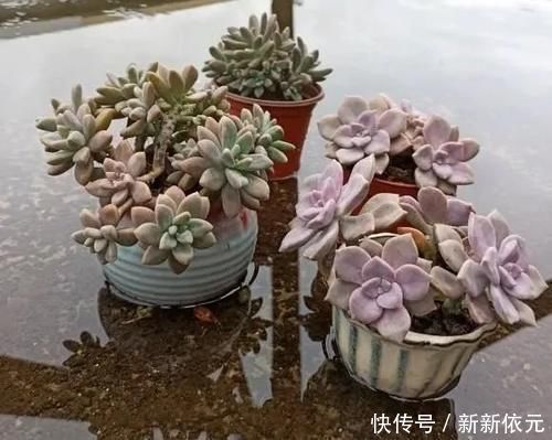 紫乐真好养，价格真便宜，零下5度冻不死，1年长成悬崖桩