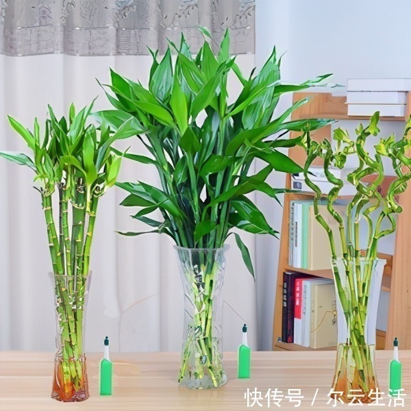 虎皮兰|封闭的楼房养花,首选这6种,都是净化小能手,养在家里利于健康