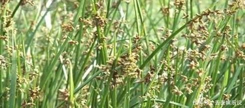 饮食积滞|农村一种草被称为“光棍草”，别嫌弃它，可谓全身都是宝！