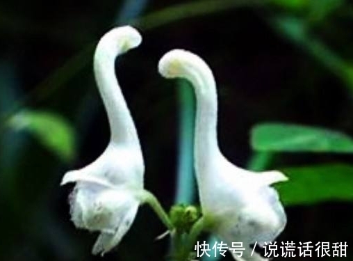 菊花|喜欢菊花，不如养盆“花中精品”鹦鹉花，花色丰富，小巧玲珑