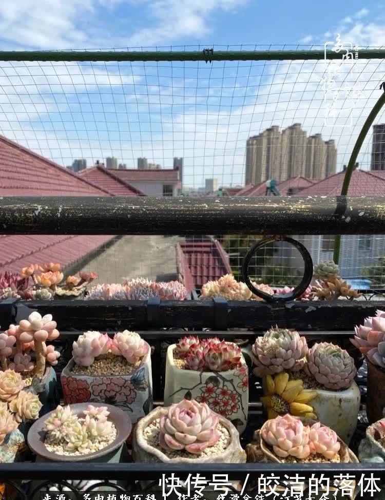阳光露台多肉,天时地利人和!美肉知时节,当春乃发生!