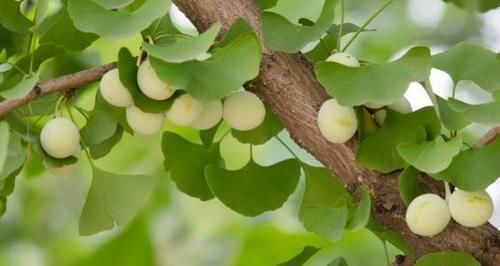 冬天养生吃什么？三种食物每天吃点，补充营养，增强免疫力