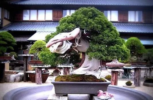 南国风情|世界上最贵的3种盆栽,一盆可以换好几栋别墅!你见过就算土豪