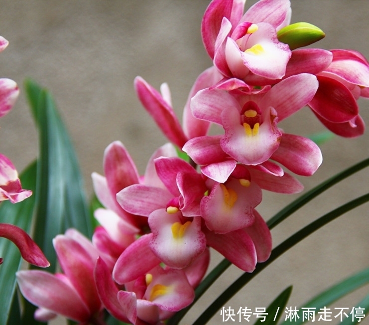 此兰花是“香花”之首,花香浓郁,色彩艳丽,开花一茬接一茬