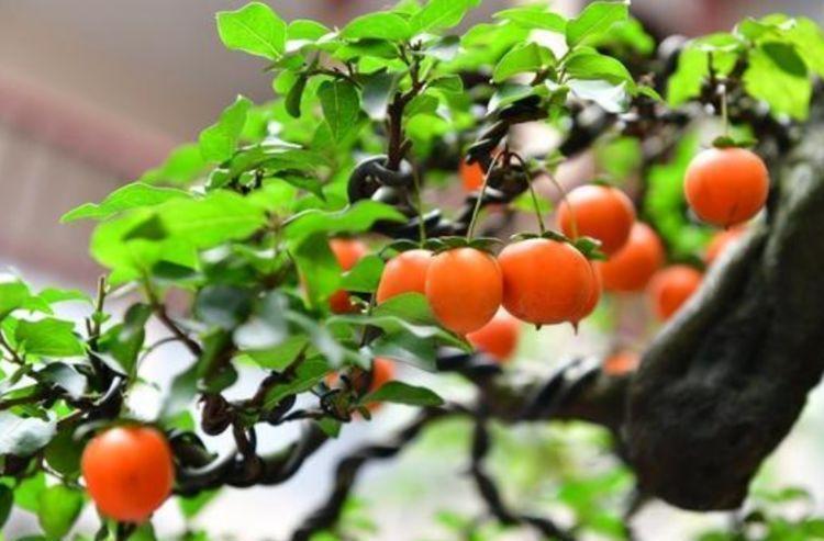 金弹子|阳台养这几朵花,花开不断,沾点水就疯长,开花勤还爱爆盆