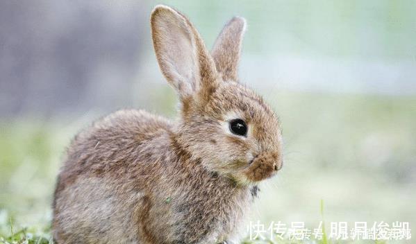 生肖兔|农历哪几个月出生的属兔人，天生旺人旺己，贵人多助，财富不缺