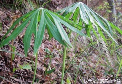 中国药植图鉴|农村一种野草，长得像“破雨伞”，但价值珍贵，遇到了请珍惜