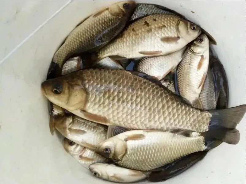 冬天钓鲫鱼就不好钓?用这个“偏门”钓法,大板鲫照样连杆上