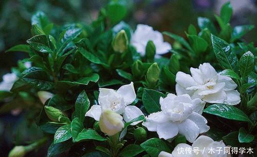 夏天种下4种花,漂亮好养不怕晒,越晒太阳花越多,绽放层叠群花