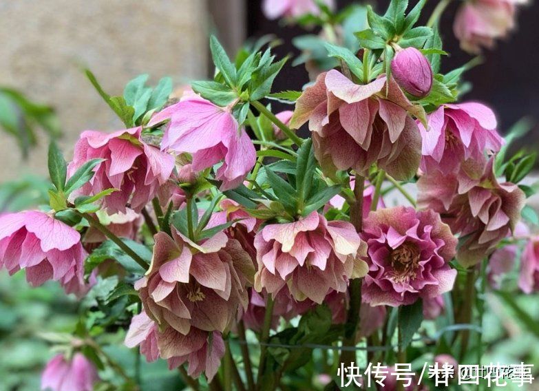 7款真正的耐寒花,冬天露养冻不死,下雪天也能变美开花