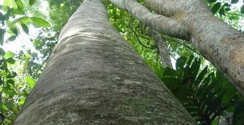 沉香树长什么样子?有什么作用功效?