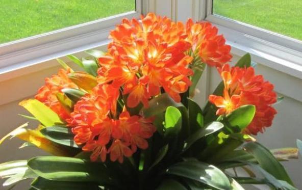 叶子|养殖君子兰该如何补充养分3种东西,让它嗖嗖地开花、疯长