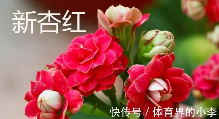 长寿花这样伺候，健康又长寿，开完一茬又一茬