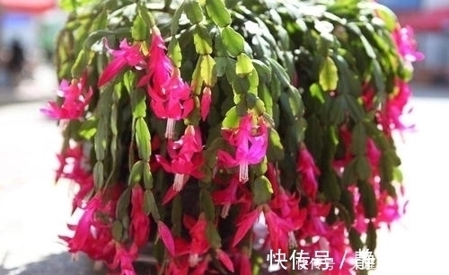 花期|张大妈入秋养蟹爪兰，用“这招”，不但长得快，而且开花多